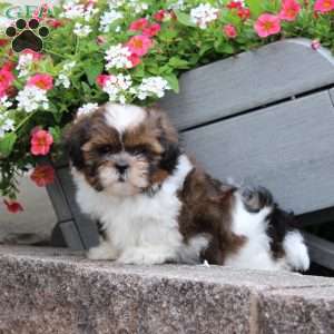 Ribbon, Teddy Bear Puppy